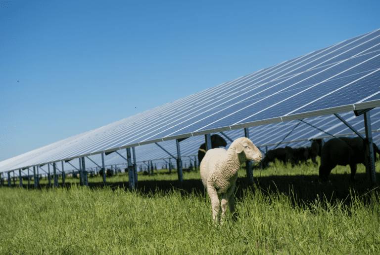 BayWa r.e. to build UK’s largest solar farm in 2023