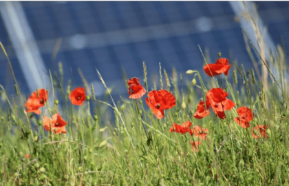 The first national survey of wildlife on UK solar farms reveals these installations are more than just power sources – they're valuable havens for wildlife.  